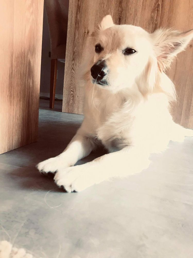 Ezra (cachorro fofinho) com olhos meio fechados e biquinho