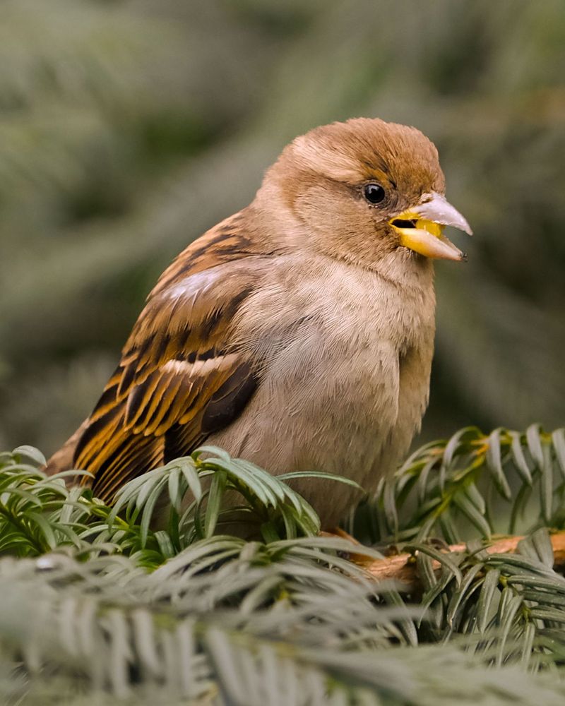 A sparrow is perched on a branch while eating birdseed, Central Park, New York City.