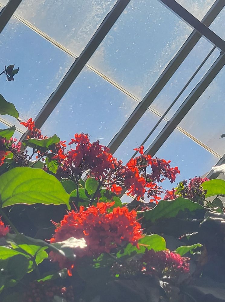 a photo of some red flowers taken under an angular window at Longwood Gardens in Pennsylvania