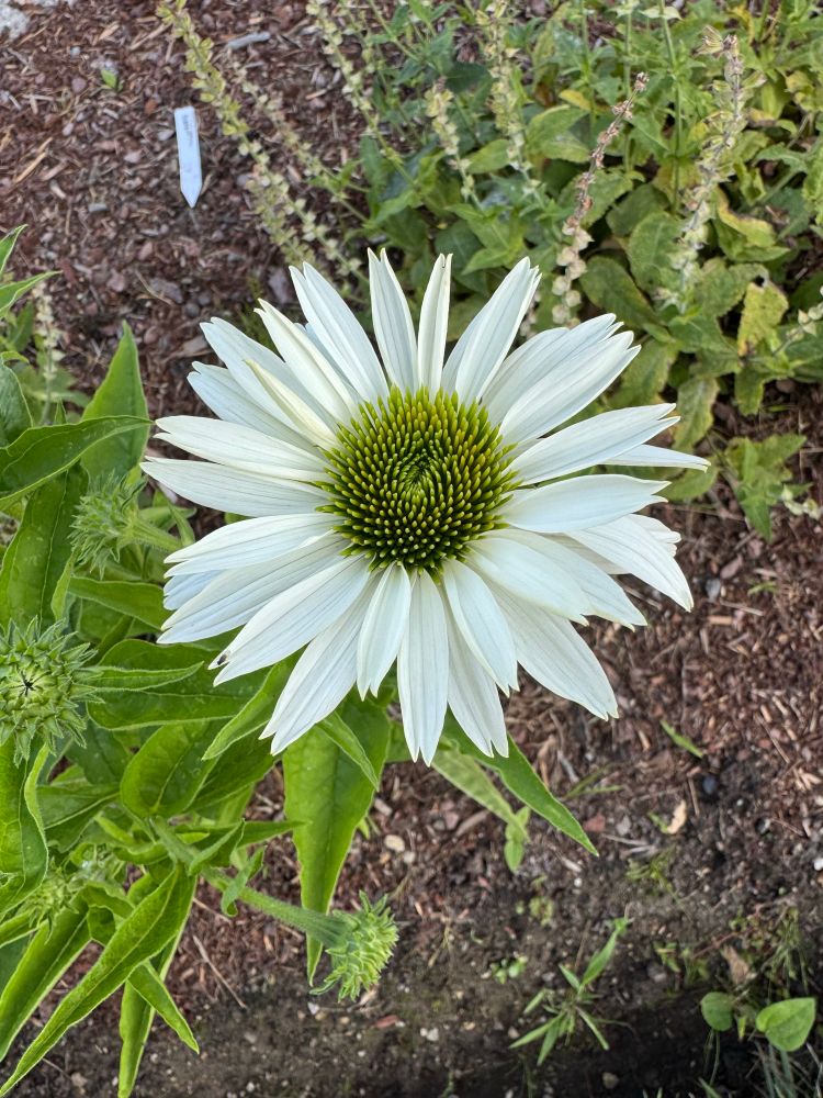 White coneflower 