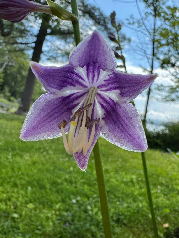 Closeup of a hosta flower, it’s purple rimmed in white