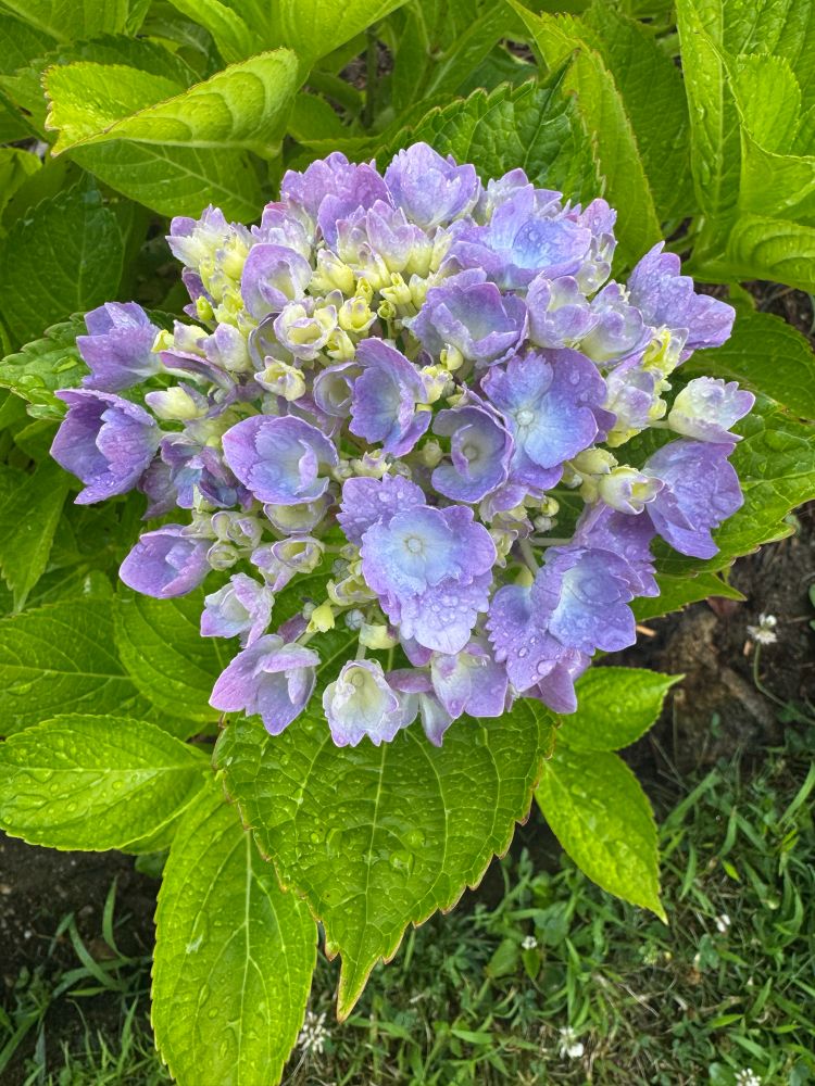 Hydrangea flower - shades of purple, sky blue and white all in one bloom. Bought this hydrangea at Trader Joe’s like 5 years ago, and popped it in the ground. It took! 