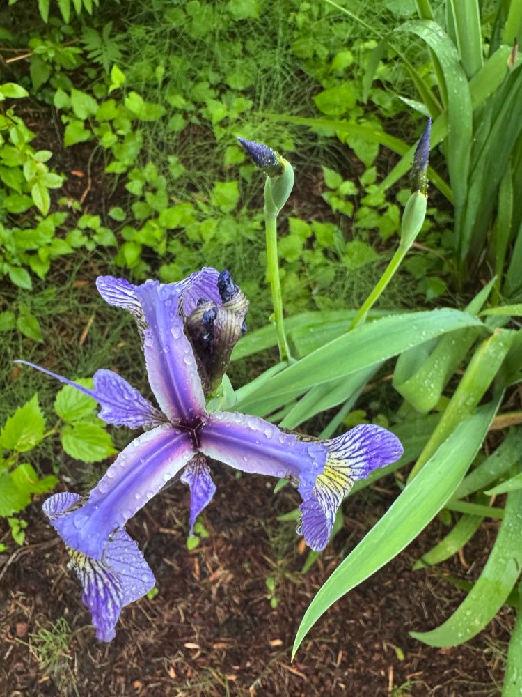 A late bloomer! The rest of my blue flag irises were done a month ago. 