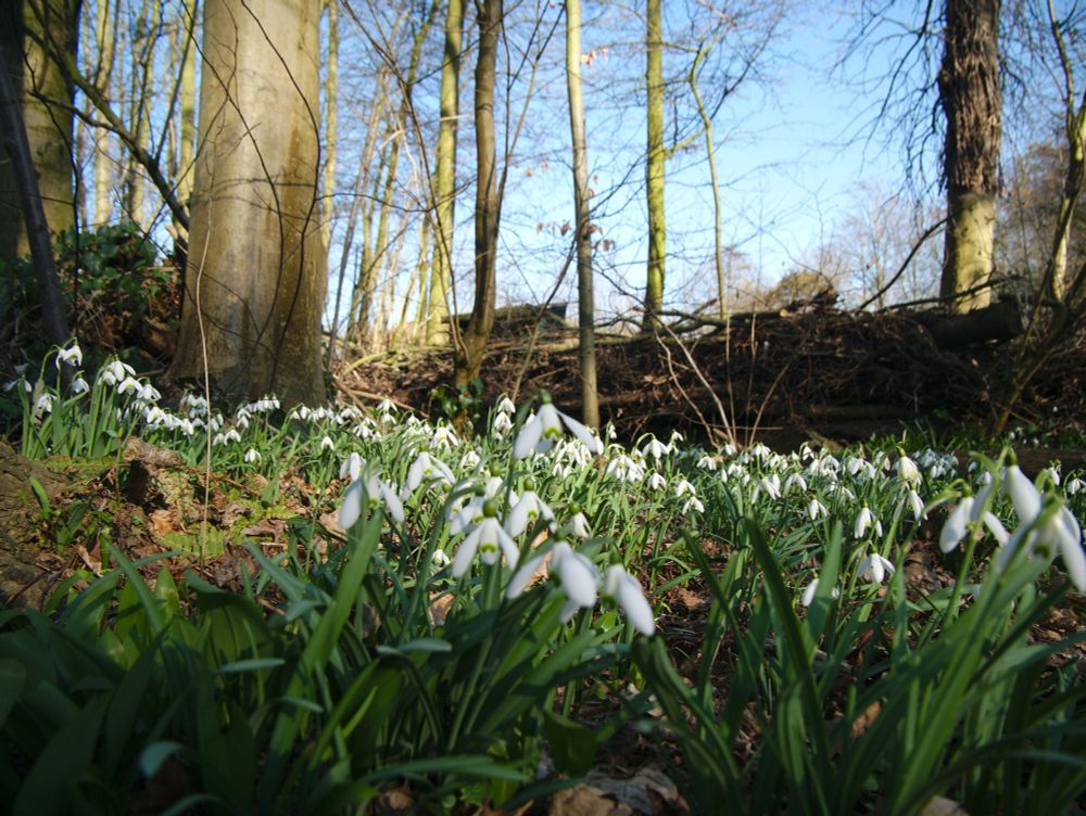 Always lifts my heart to come across snowdrops - thank you ivv on Unsplash for these snowdrop woods of childhood!