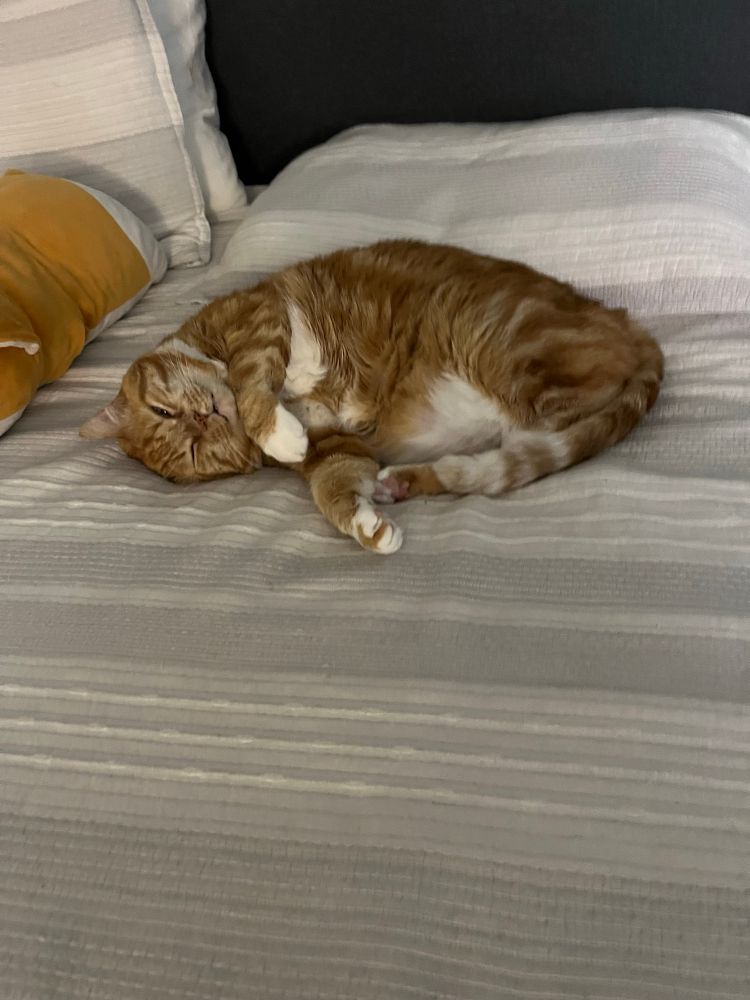 Orange and white tabby cat, laying like a sleepy croissant on grey and white striped bedspread.