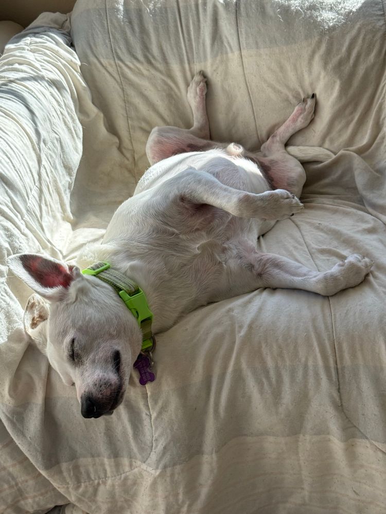 Archie, a white dog, laying contentedly upside down on a chair with his eyes closed