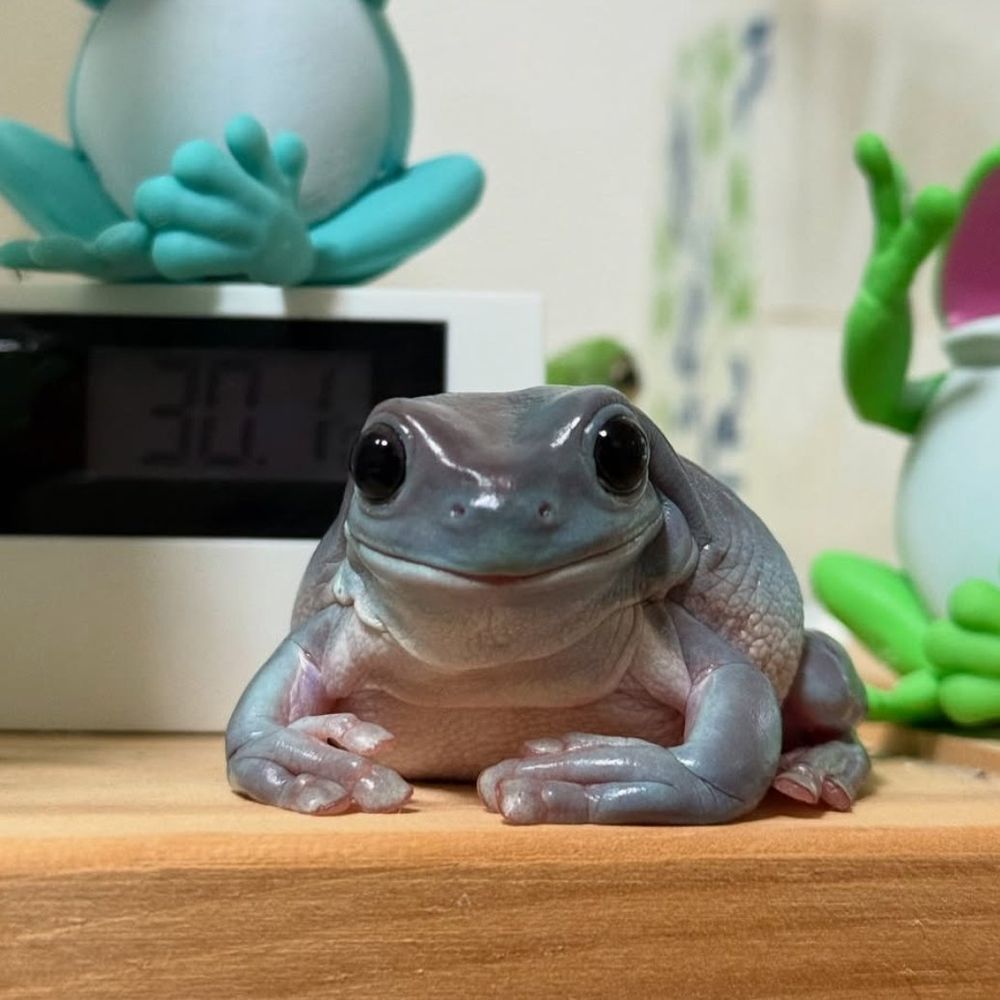 Frogs eyes are trustworthy 
