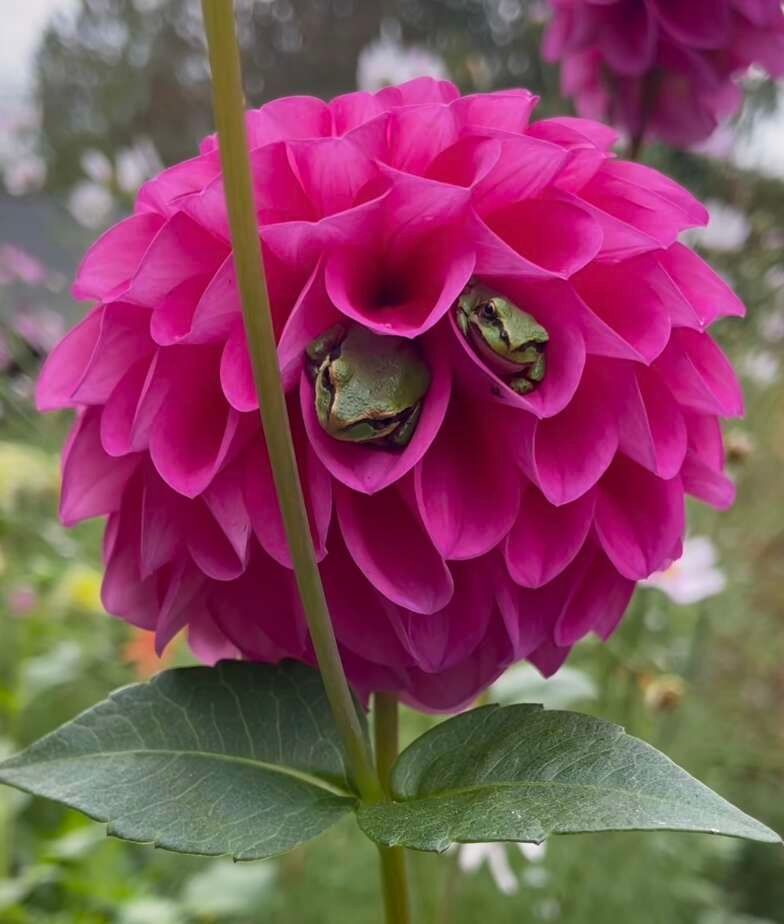 Tiny tree frogs napping inside dahlia petals 