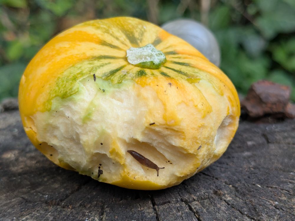 A very tiny slug on a yellow striped squash.