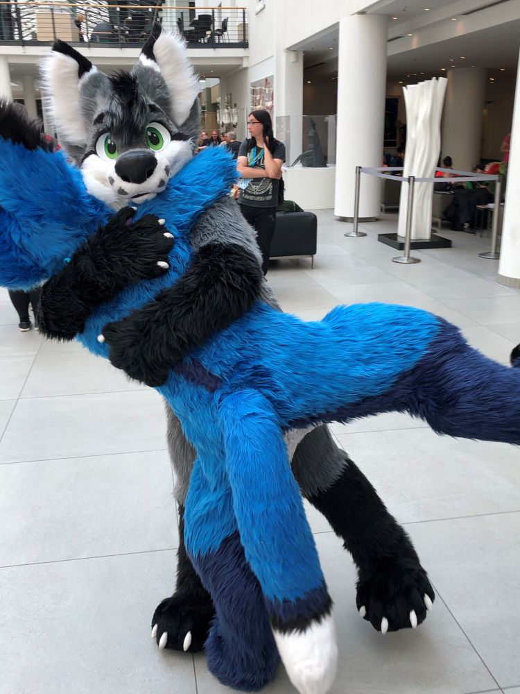 Gray fursuit fox (tronchy) giving a hug to a blue fursuit fox (saphi). The gray fox is looking at the camera and the blue fox is on his back, being inclined to his left 35º