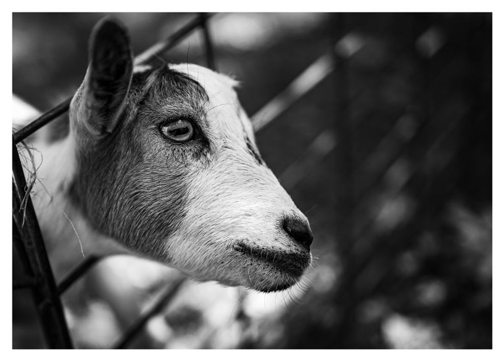 A goat sticking his head through a fence