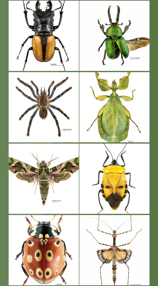 You guessed it - more insects, plus a blue legged tarantula.