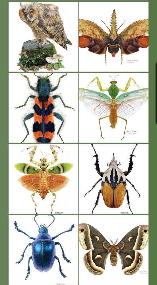 A selection of insect illustrations, plus an owl.