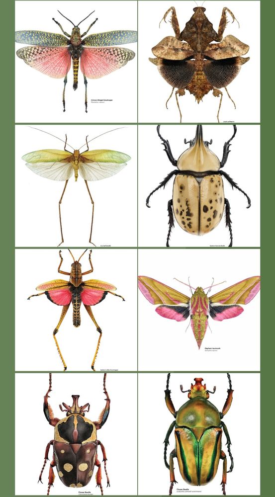 More insect illustrations - beetles, grasshoppers, mantis and moth