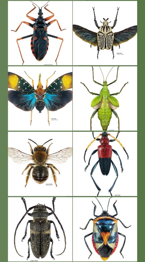 Yet more insects, including an Assassin bug, more beetles, and a spotted lanternfly.