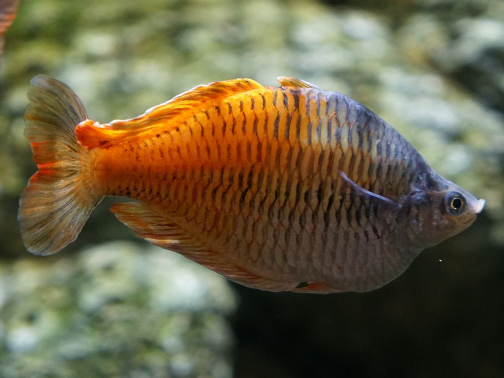 An orange fish