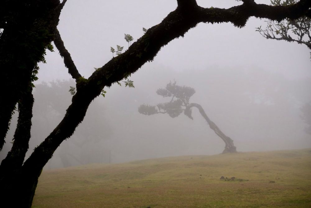 Image of trees in the Fanal Forest on Madeira Island. The trees are bent over with the wind in a misty atmospheric landscape. You see the silhouette one one tree and in the background covered in mist another in the opposite direction. The light green mossy grass adds to the atmosphere.