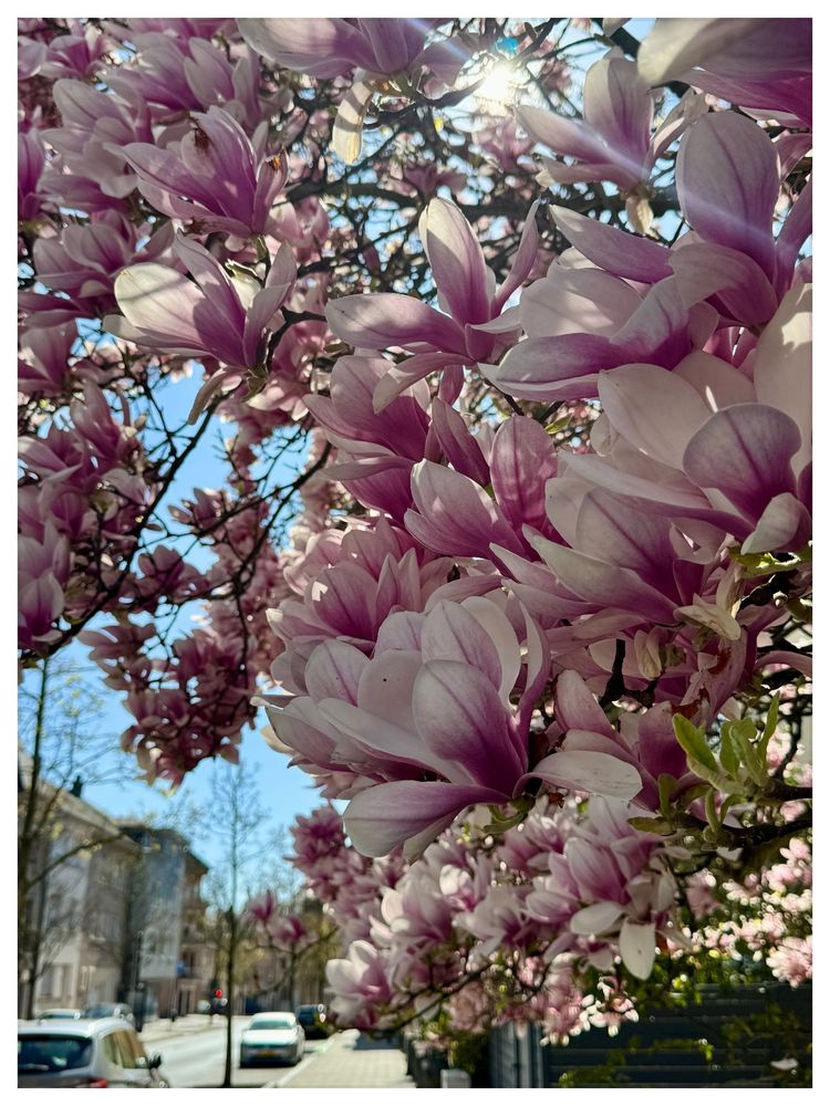 Magnolia flowers on a tree in an urban street. The sky is blue and the sun is shining through the petals. 