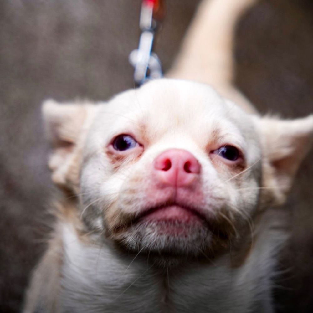 Little white dog with a pink nose 