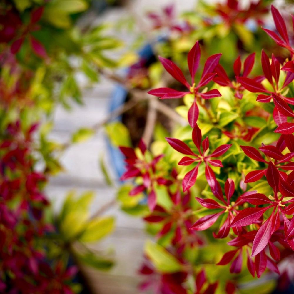 Green shrub with new spring grow in fire red over the green