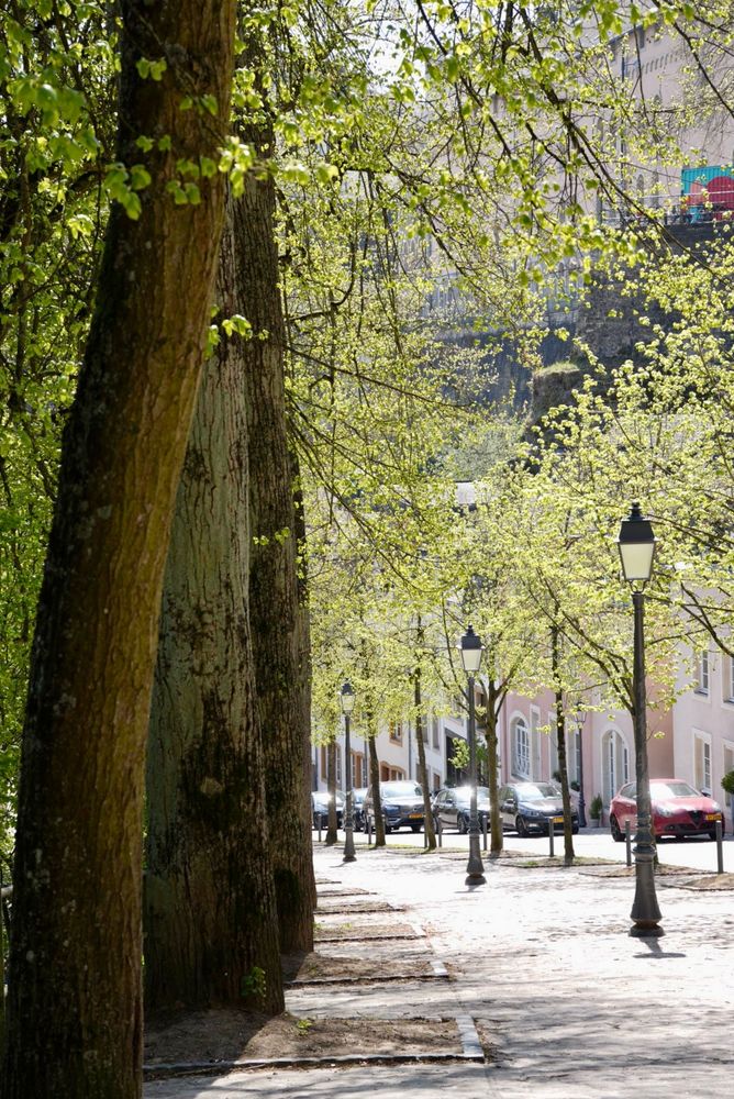 Large trees in the left side of the image have fresh spring leaves, the path of the street curves down a steep hill with ornate street lamps. There are cars parked in front of the old houses on the other side.
