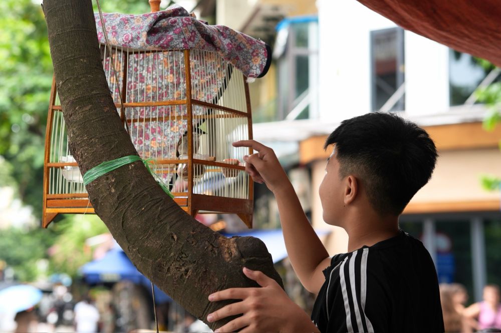 A boy has climbed up to play with a bird in a birdcage that is hanging on a tree. There is the street behind in this urban setting.