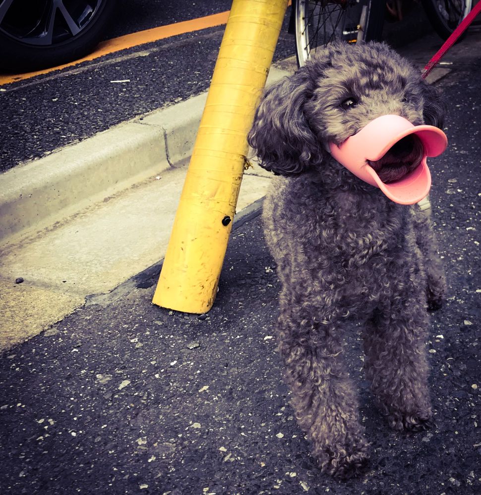 Small grey poodle type dog wearing a pink nose protector to stop it sniffing the ground. It looks like a duck’s beak. There is an angled yellow pole in the background. 