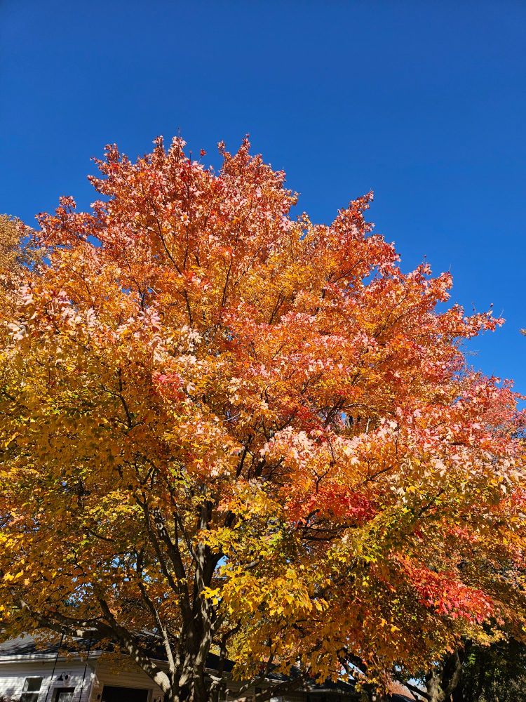 Glorious maple in full orange and yellow glory, seen from below across the street looking up. There is some hints of green in the very lower branches. Backdrop is a cloudless blue sky.