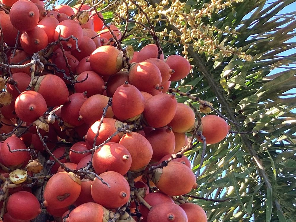 Manila Palm with its red fruits/nuts.