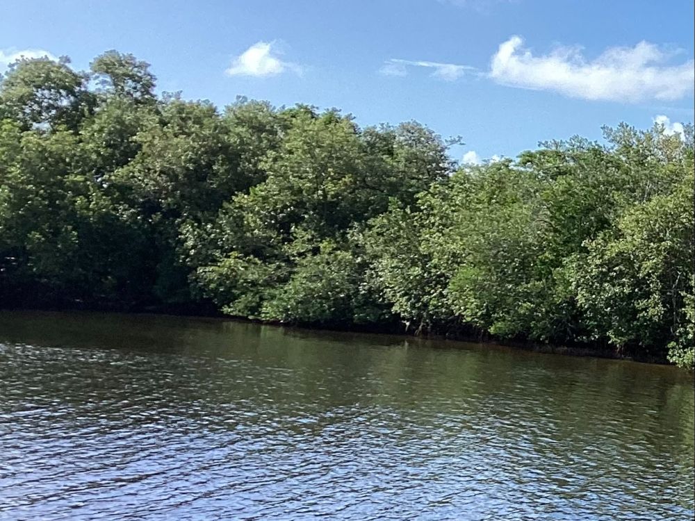 At the intracoastal waterway, with shrubbery at the shoreline.
