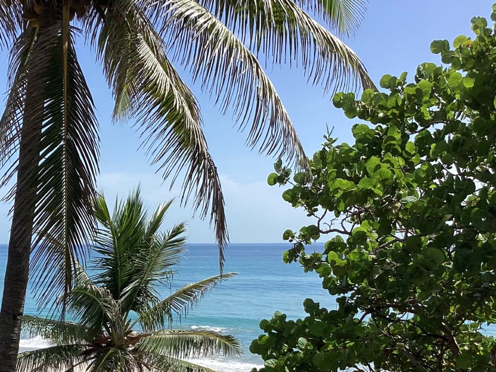 A beach with shrubs and palm trees.