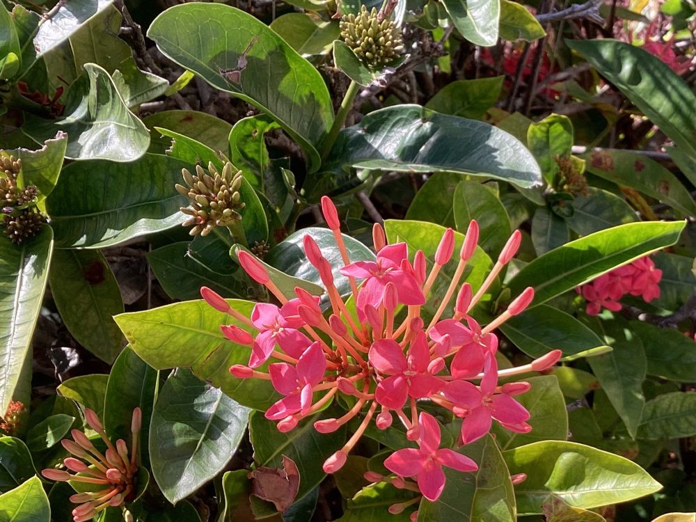 Shrub of Jungle Flame flowers in pink.
