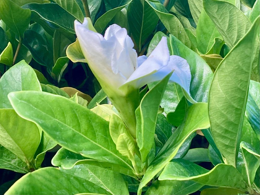 Gardenia shrub with a lonely white flower.