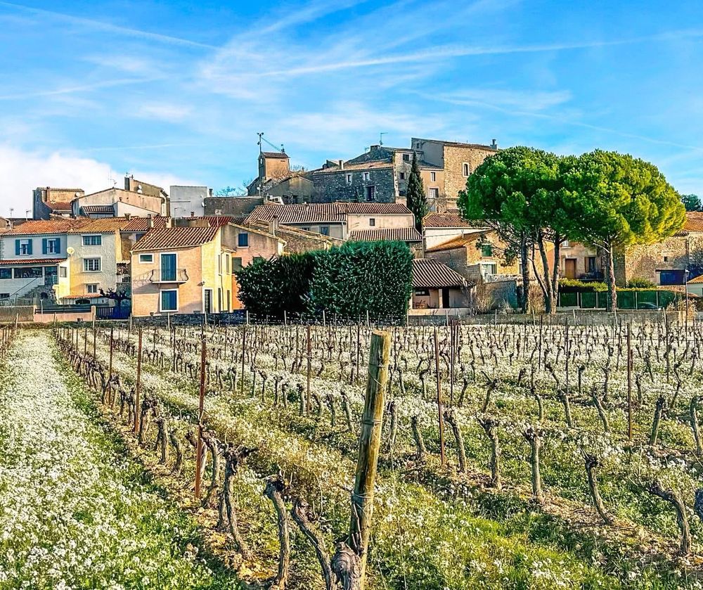 White flowers of false rocket growing in a vineyard, with a village in the background.