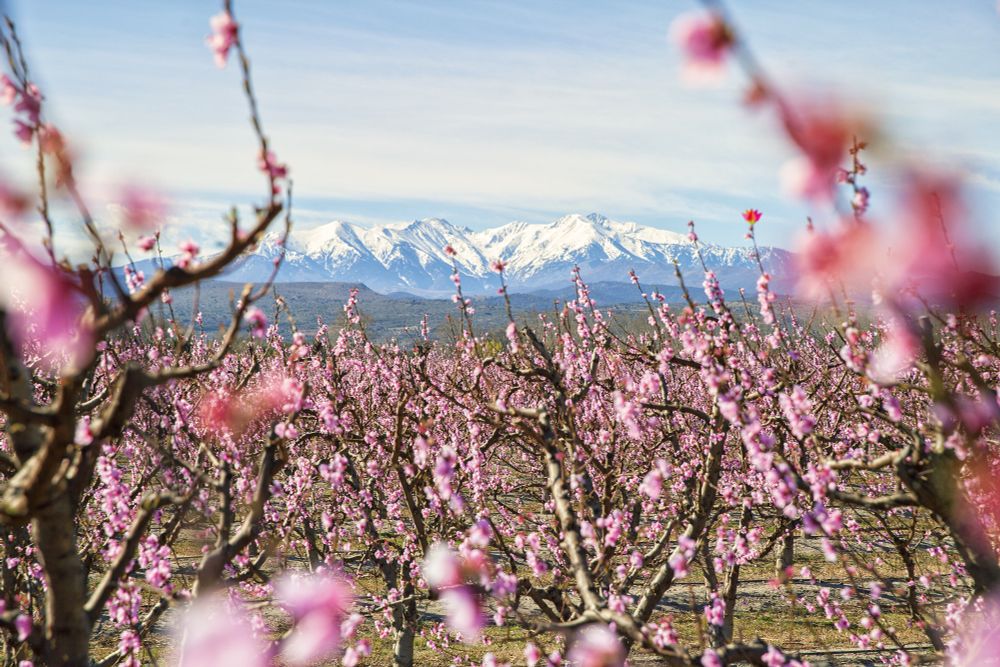 Pink blossoming trees with snow-capped mountains in the background. 