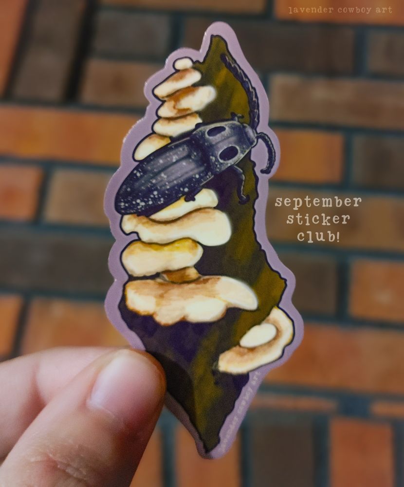 Photo of a vinyl sticker of an illustration of a Texas eyed click beetle on a branch covered in mushrooms. Background is a blurry brick wall. Text over the photo reads "september sticker club" and "lavender cowboy art"