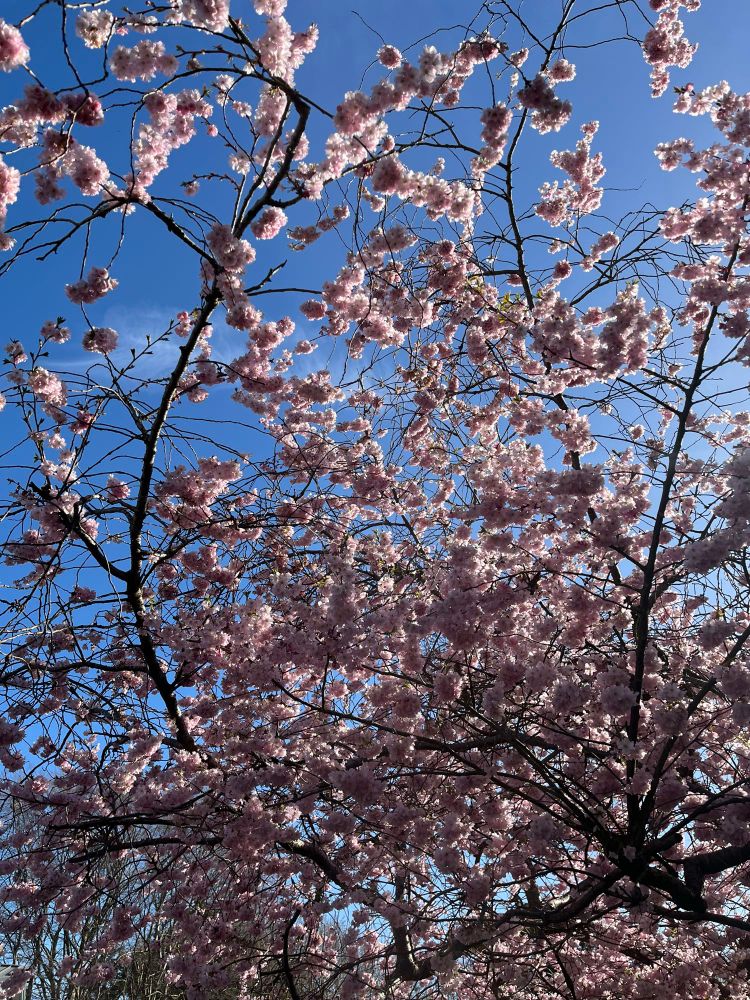 A picture of a Cherry tree with pink blossom against a blue sky.