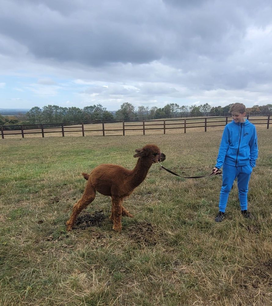 A child in a blue tracksuit taking a brown alpaca for a walk on a lead. 