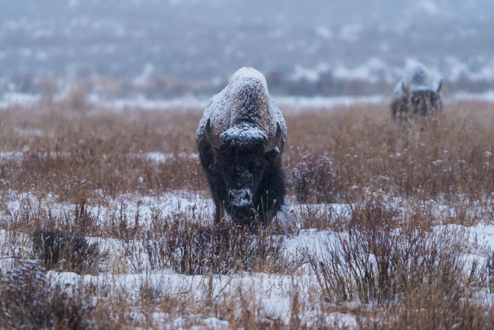 A bison stands in snow in Lamar Valley.  Yellowstone National Park