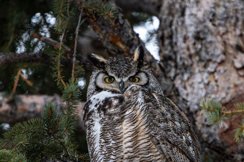 Close-up of a great horned owl with bright yellow eyes perched among evergreen branches, showing its mottled plumage and distinctive ear tufts against a tree trunk background.