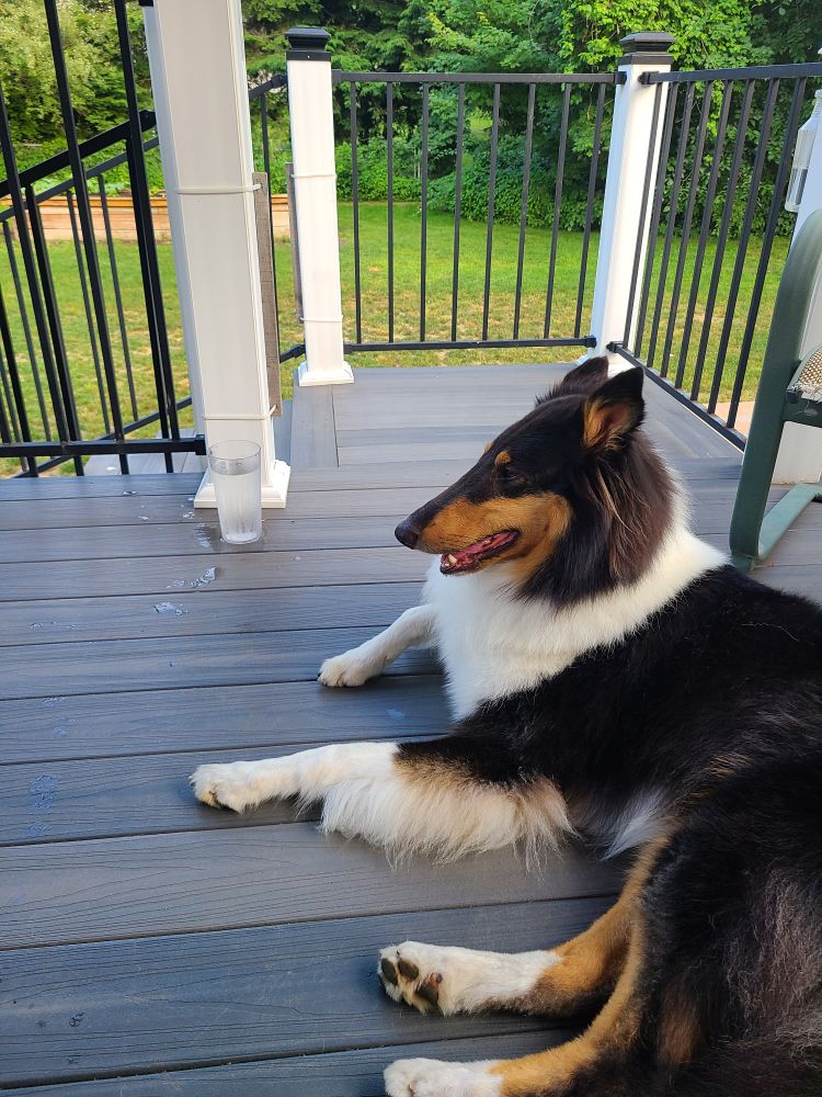 A trip color rough collie resting on a deck 