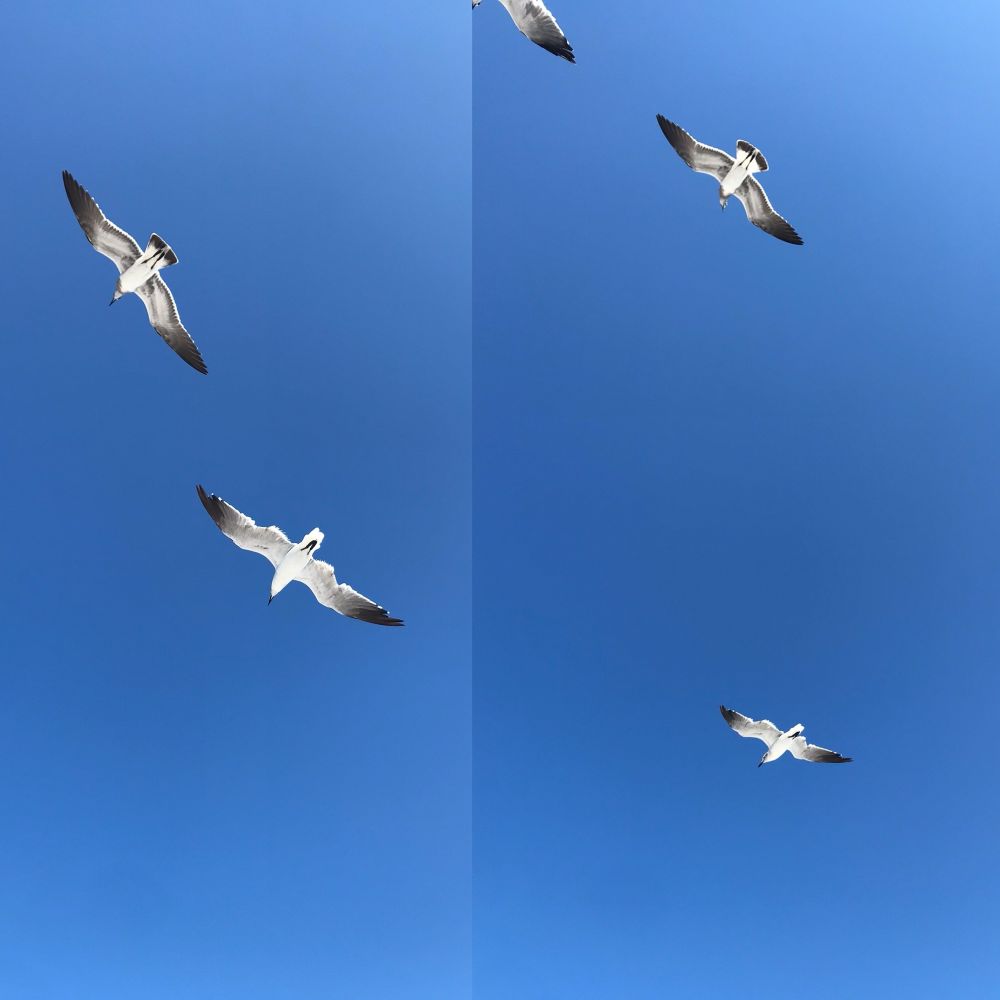 Seagulls in flight.
