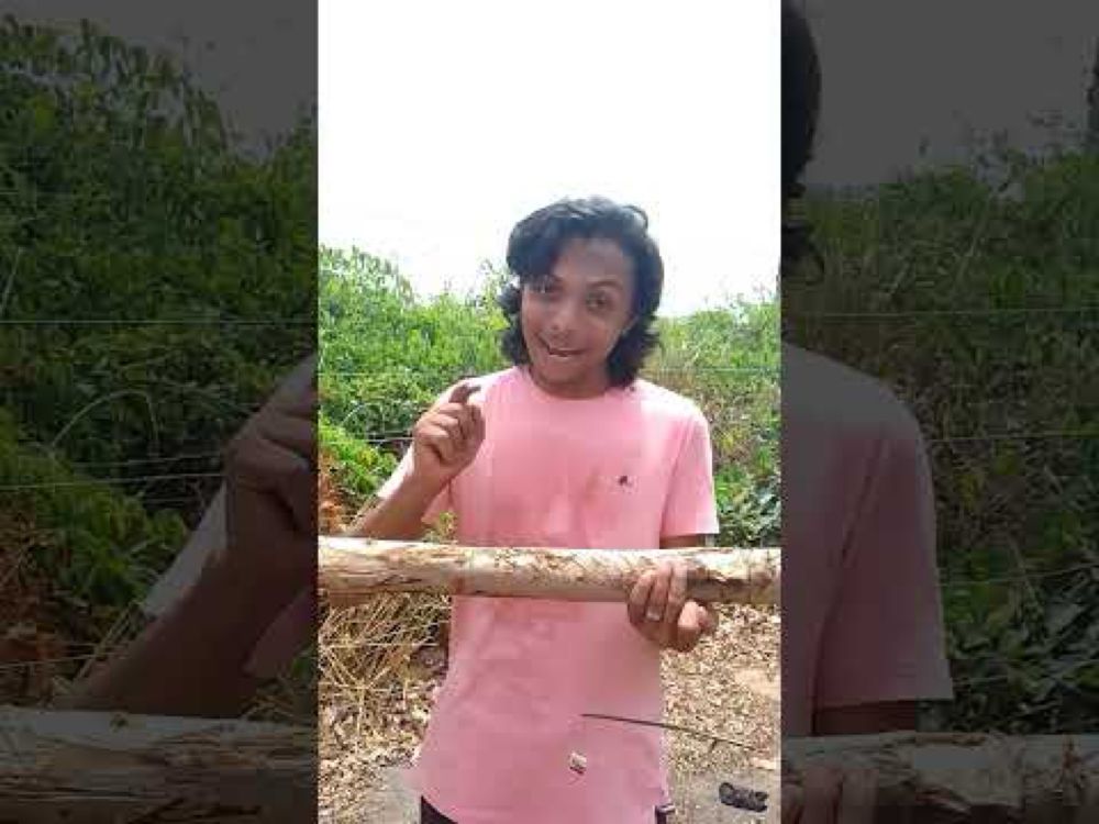 Faça a Mesma Descoberta que Van Helmont #experimento #biologia #matemática #educação #ciência