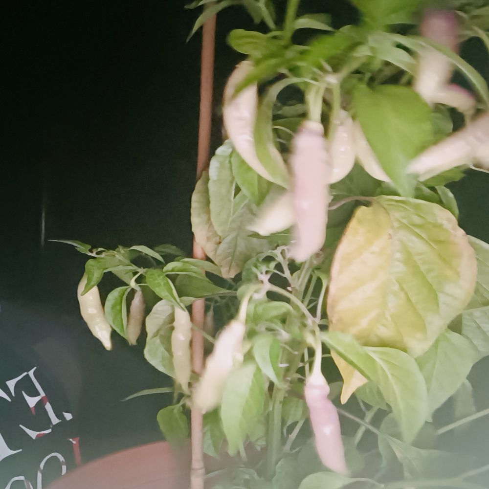 Die skandinavische Chilizüchtung "Blondie" reift von einem hellen Grün über Cremeweiß/Violett in ein helles Reinweiß ab.
Sie hat eine mittlerer Schärfe und einen sehr außergewöhnlich fruchtigen Geschmack, der mehr an Zirtusfrüchte als an Paprika erinnert.
Die Pflanze ist bis auf ihre niedrige Keimrate sehr einfach zu züchten und kann dank ihrer milden Schärfe problemlos ohne Verarbeitung gegessen werden.