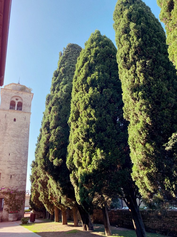 A line of tall green pines (?) leading to the grey stone tower of a church