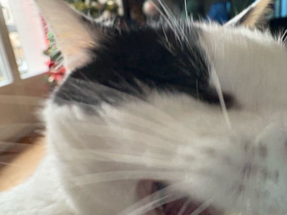 Chat qui baille de très très près