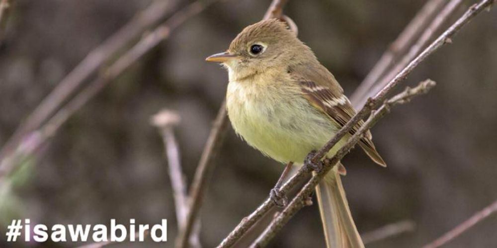 Taking Students Birding During a Pandemic? It Helps to Have Friends at Audubon