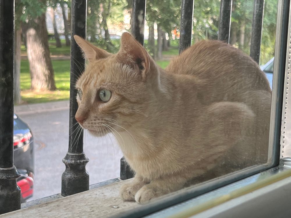 Picture of an orange cat through a window. The kitty is in the middle of a "loafing" position and looking to the left, ready to launch at aomething.