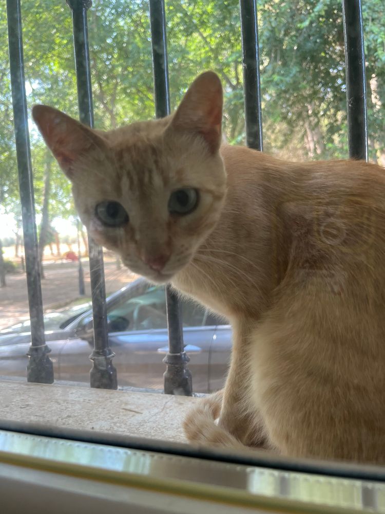 Picture of an orange cat through a window. The kitty is turned and looking directly at the camera.