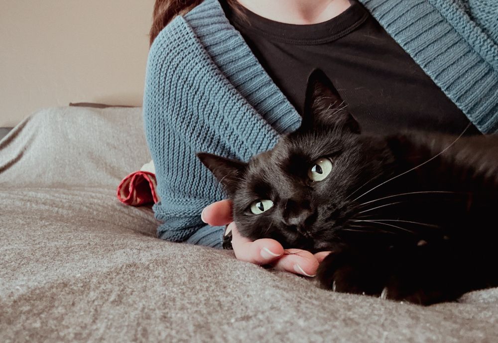 a black cat laying on her side with her little head resting in my hand